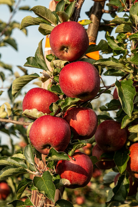 Bunch of red apples on a tree